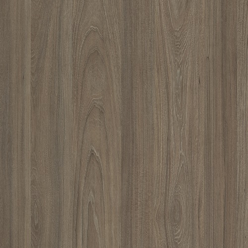 Вяз Благородный